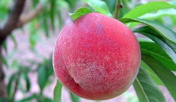 八種常見的抗癌水果