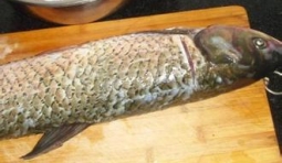 鯉魚處理掉鱗、鰓和內臟，清洗乾淨；