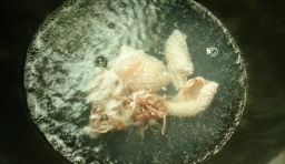 鍋內倒適量清水燒開，把魷魚身子和魷魚觸鬚焯會；