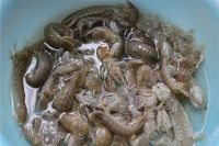 皮皮蝦用清水洗乾淨，瀝干水分；