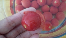 燙過的小番茄皮會從底部切開的地方爆開，能輕鬆去皮；