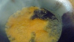 加入蚝油、醬油和少許糖和少許水預先對好汁，熱鍋中的涼油放入兌好的汁熬制起泡；
